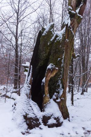 2011_Urwald_Sababurg_Winter_Web_046