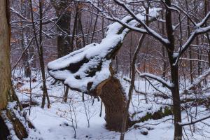 2011_Urwald_Sababurg_Winter_Web_047