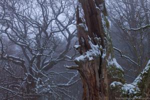 2011_Urwald_Sababurg_Winter_Web_048