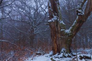 2011_Urwald_Sababurg_Winter_Web_049