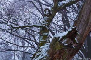 2011_Urwald_Sababurg_Winter_Web_050