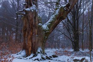 2011_Urwald_Sababurg_Winter_Web_051