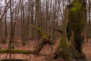 2011_Urwald_Sababurg_Winter_Web_08