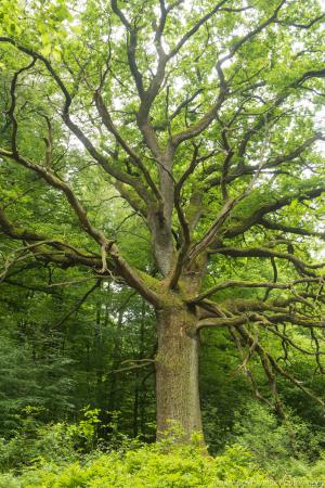 2016_Urwald_Sababurg_Web_01