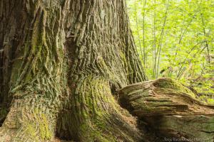 2016_Urwald_Sababurg_Web_021
