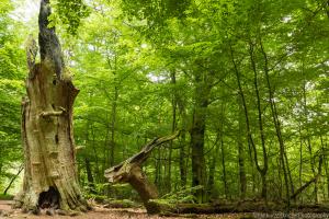 2016_Urwald_Sababurg_Web_06