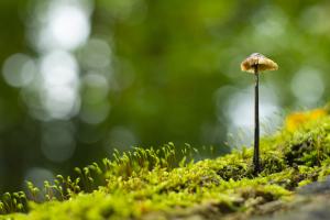 Pilze im Urwald Sababurg