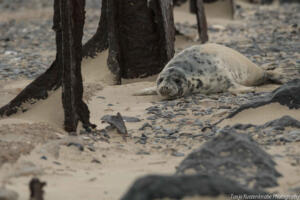 Robben_Duene_Helgoland_Web_01