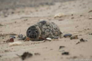 Robben_Duene_Helgoland_Web_02