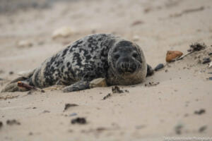 Robben_Duene_Helgoland_Web_03