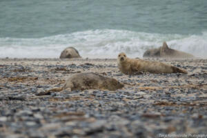 Robben_Duene_Helgoland_Web_04