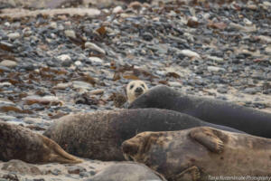 Robben_Duene_Helgoland_Web_05