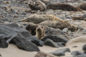 Robben_Duene_Helgoland_Web_06