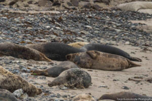 Robben_Duene_Helgoland_Web_07