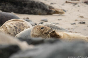 Robben_Duene_Helgoland_Web_09