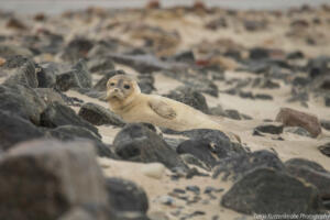 Robben_Duene_Helgoland_Web_10