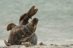 Robben_Duene_Helgoland_Web_100