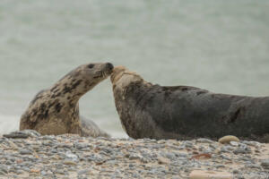 Robben_Duene_Helgoland_Web_101