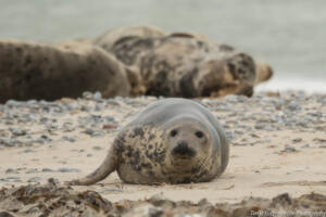 Robben_Duene_Helgoland_Web_102