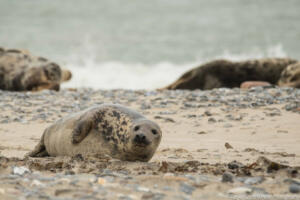 Robben_Duene_Helgoland_Web_103