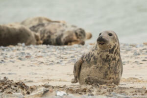 Robben_Duene_Helgoland_Web_104