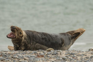 Robben_Duene_Helgoland_Web_105