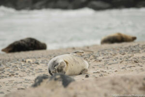 Robben_Duene_Helgoland_Web_106