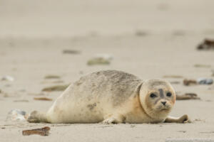 Robben_Duene_Helgoland_Web_107