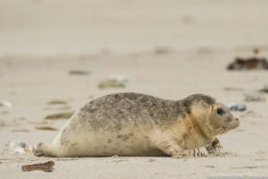 Robben_Duene_Helgoland_Web_108