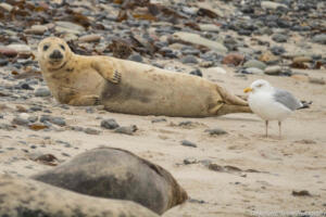 Robben_Duene_Helgoland_Web_11