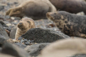 Robben_Duene_Helgoland_Web_12