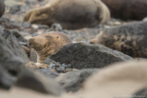 Robben_Duene_Helgoland_Web_13