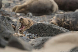 Robben_Duene_Helgoland_Web_15