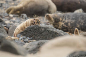 Robben_Duene_Helgoland_Web_16