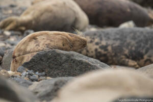 Robben_Duene_Helgoland_Web_17