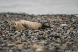 Robben_Duene_Helgoland_Web_19