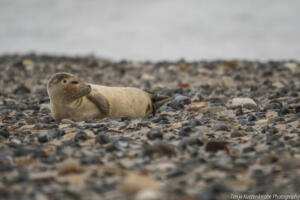 Robben_Duene_Helgoland_Web_20