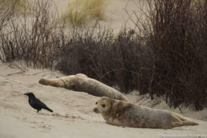 Robben_Duene_Helgoland_Web_21