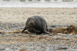 Robben_Duene_Helgoland_Web_22