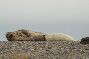 Robben_Duene_Helgoland_Web_23