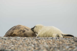 Die Robben von Helgoland