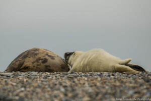 Robben_Duene_Helgoland_Web_25