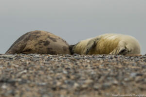 Robben_Duene_Helgoland_Web_26