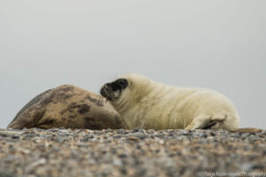 Robben_Duene_Helgoland_Web_27