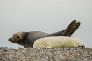 Robben_Duene_Helgoland_Web_28