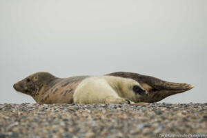 Robben_Duene_Helgoland_Web_29