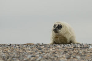 Robben_Duene_Helgoland_Web_30