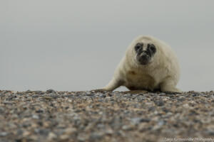 Robben_Duene_Helgoland_Web_31