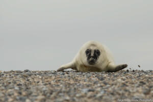 Robben_Duene_Helgoland_Web_32