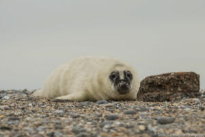 Robben_Duene_Helgoland_Web_33